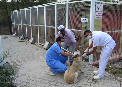 Sokak Hayvanları Kayıt Altına Alınıyor