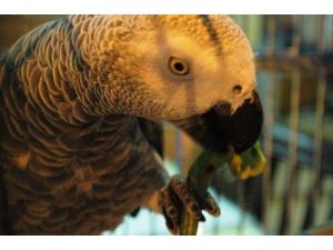 Bu Papağan Ağzının Tadını Biliyor