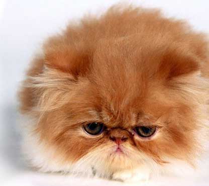 İran Kedisi Uzaya Gidiyor