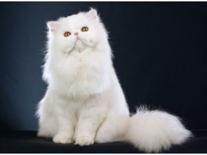 İran Kedisi Uzaya Gidiyor