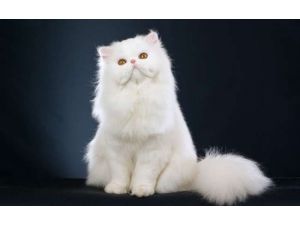 İran Kedisi Uzay Yolcusu