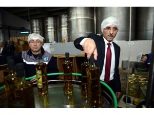 Zeytin Rekolte Beyanları 23 Eylülde Alınmaya Başlanacak