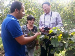 Çinliler Çikolatasına Fındık Katacak