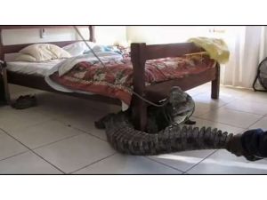 Yatağının Altından 2.5 Metrelik Timsah Çıktı