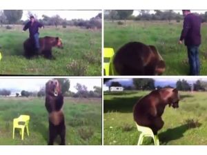 Bak Şu Ayının Yaptığına !