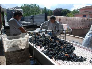 Meyve Suyu Üretiminde Vişne Sıkıntısı