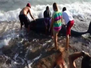 Balinalar Sahile Vurdu