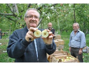 Kesince Yıldızlaşan Elma