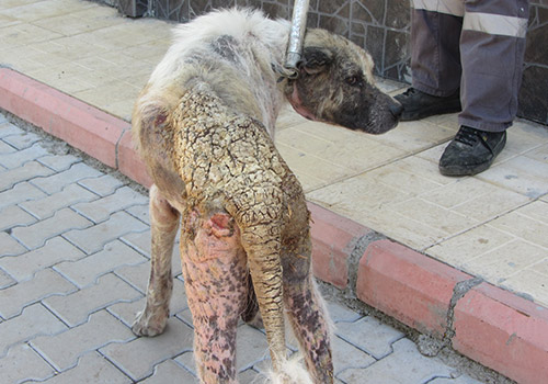 Sokak Köpeklerinin Teşhis Ve Tedavileri Yapılıyor