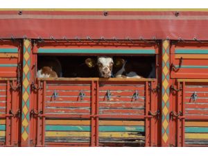 Besicilerin Umudu Kurban Bayramı’nda