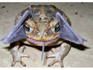 Bu Yaratık Fotomontaj Değil