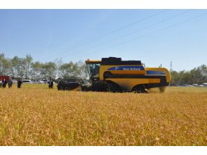 Çeltikte Hasat Başladı