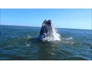 Abd’de Dev Balina Şaşkınlığı