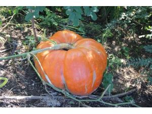 Devasa Kabak Görenleri Şaşırtıyor