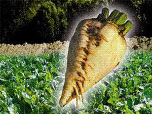 Pancar Çiftçisine Bakım ve Sulama Avansı