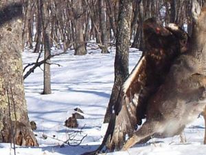 Kartal Geyiği Böyle Avladı