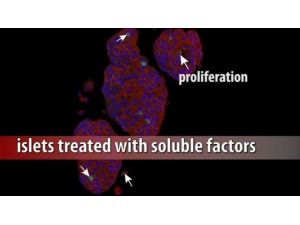 Aralarında Bir Türk Doktor Da Var