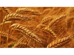 Tarım İhracatında Büyük Artış