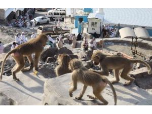 Suudi Hükümetinin Dikkatine !