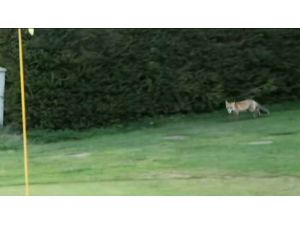 Bu Tilki Yumurta Değil, Top Hırsızı