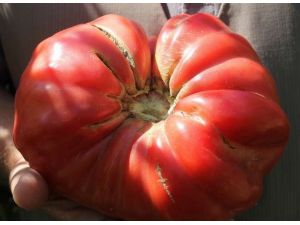 Böyle Domates Görülmedi