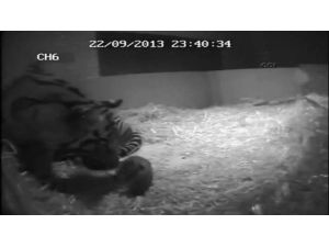 Yavru Kaplan Böyle Dünyaya Geldi