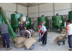 Fındıkta Makine İle Kurutmaya Talep Arttı