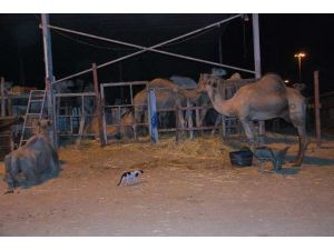 Kutsal Topraklarda Kurban Hazırlığı