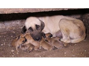 Aileye 13 Yavru Birden Katıldı