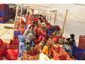 Tarlada Nöbet Değişimi