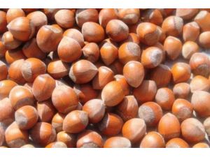 Fındık İhracatında Rekor