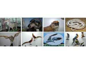 Bu Hayvanlar Zarar Vermiyor!