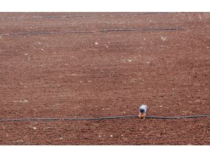 Adana’da 3 Bin Dekarda ‘hassas Tarım’ Uygulanacak