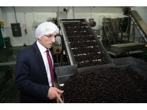 Marmarabirlik Zeytin Atıklarından Enerji Üretecek