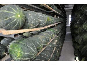 Beyce Kavunu Beğeniliyor