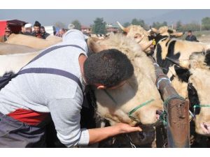 Bu Kurbanlık Kendini Öptürüyor