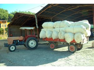 Beyaz Altın Tarih Oluyor