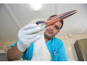 Barınağın Maskotu