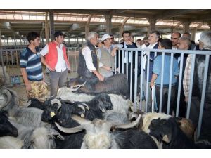 Kurbanlıklar Erken Tükendi