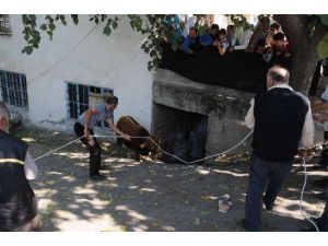 Çılgın Dana 2 Kişi Hastanelik Etti