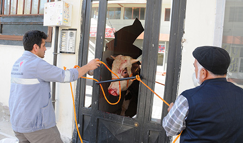 Öfkeli Boğa Cam Çerçeve İndirdi