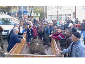 250 Kiloluk Domuzu Avladılar