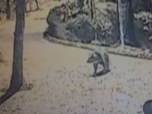 Şehre İnen Ayı Kamerada