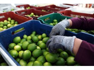 Çukurova’da Narenciye Hasadı Başladı