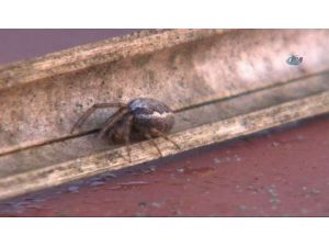 Örümcekler Okulu İstila Etti