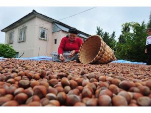 Fındığın Fiyatı Artıyor