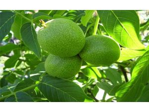 Cevizde Üretim, Tüketimi Karşılamıyor