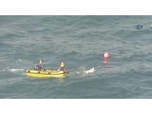 Yavru Balina Ağlardan Böyle Kurtarıldı