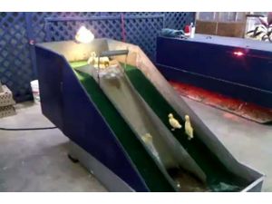 Ördeklerin Su Kayağı Keyfi