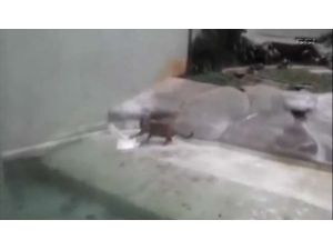 Ölümcül Hatayı Canıyla Ödedi